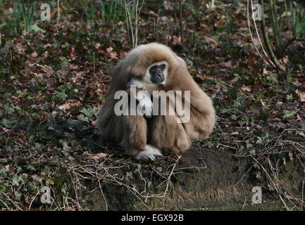 Asian Lar Gibbon or  White-Handed gibbon (Hylobates lar) posing on the ground Stock Photo