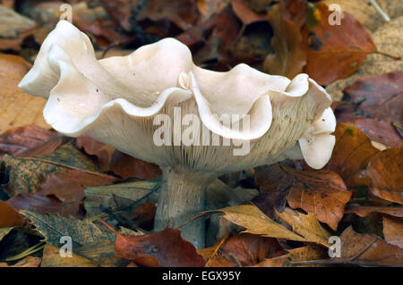 Fleecy milkcap fungus (Lactifluus vellereus / Lactarius vellereus) among autumn leaves Stock Photo