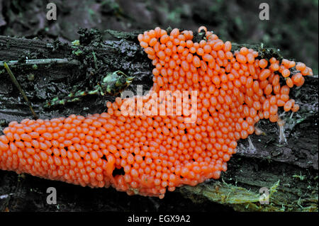 Young orange fruiting bodies of the slime mold Trichia decipiens Stock Photo