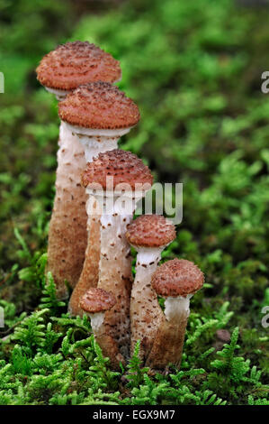 Dark honey fungus (Armillaria solidipes / Armillaria ostoyae) growing amongst moss on forest floor in autumn Stock Photo