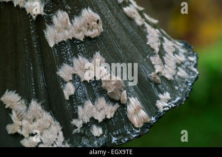 Magpie inkcap fungus (Coprinopsis picacea / Agaricus picaceus / Coprinus picaceus) cap covered in remnants of the veil / velum
