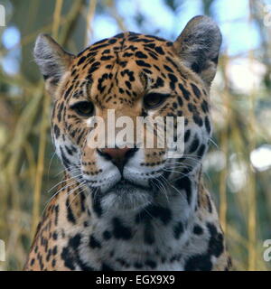 Female South American  Jaguar (Panthera onca) Stock Photo