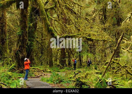 Tourists taking pictures along Hall of Mosses trail Olympic NP Hoh Rainforest Washington USA Stock Photo