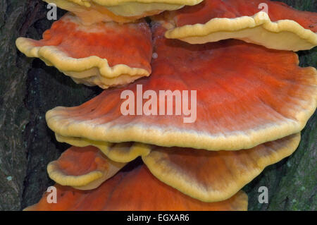 Chicken of the woods / sulphur polypore (Laetiporus sulphureus) on tree trunk Stock Photo