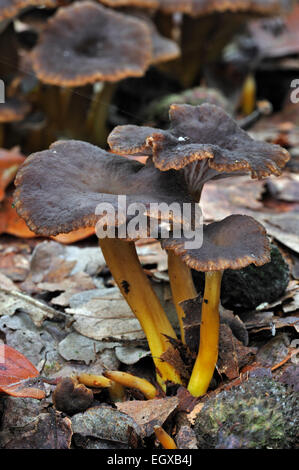 Trumpet chanterelle / Yellowfoot / Winter mushroom / Funnel Chanterelle (Cantharellus tubaeformis) Stock Photo