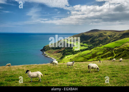 View from Torr Head with sheep grazing. Antrim Coast, Northern Ireland Stock Photo