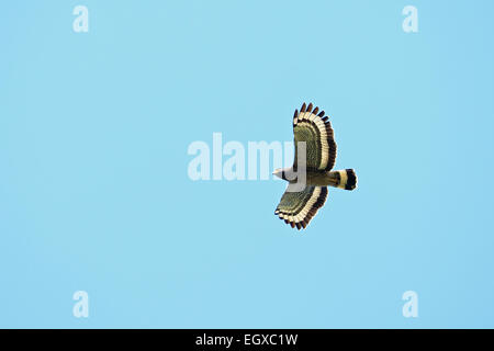 Crested Serpent Eagle (Spilornis cheela spilogaster) Stock Photo