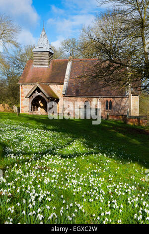 Snowdrops outside St Michael's Church at Upton Cressett, Shropshire, England. Stock Photo