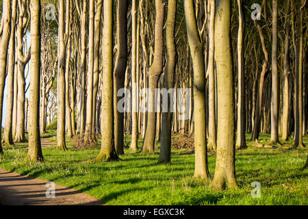Beech tree forest with sunshine seen at the Baltic Sea in Germany Stock Photo
