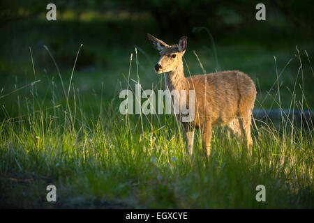 A spot-lit deer in Joseph, Oregon. spring. USA. Wild Stock Photo