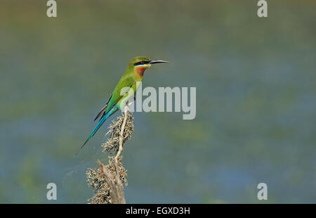 Blue-tailed Bee-eater (Merops philippinus) Stock Photo
