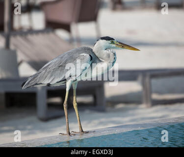 Grey heron (Ardea cinerea) standing by the swimming pool at a hotel resort on a tropical island in the Maldives Stock Photo