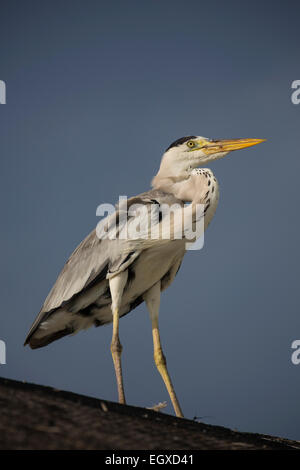 Grey heron (Ardea cinerea) standing on a roof at a hotel resort on a tropical island in the Maldives Stock Photo