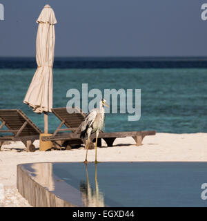 Grey heron (Ardea cinerea) standing by the swimming pool at a hotel resort on a tropical island in the Maldives Stock Photo