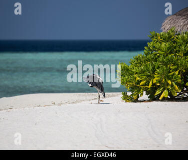 Grey heron (Ardea cinerea) preening whilst standing on a beach on a tropical island in the Maldives Stock Photo