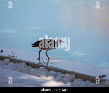 Maldivean white-breasted water hen (Amaurornis phoenicurus maldivus) drinking from a swimming pool at a resort  in the Maldives Stock Photo