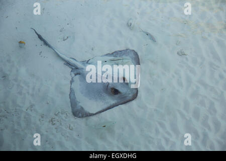 Feather-tailed or Flag-tail stingray rests on the sand in a lagoon in the Maldives Stock Photo