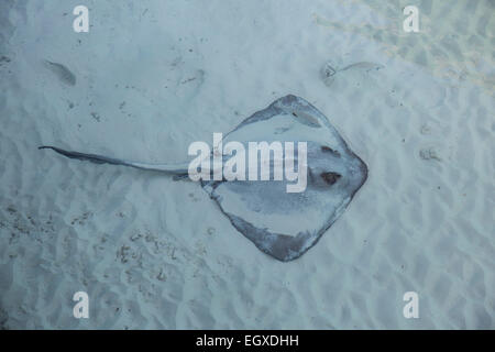 Feather-tailed or Flag-tail stingray rests on the sand in a lagoon in the Maldives Stock Photo