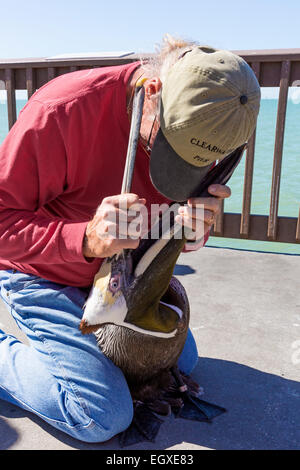 Pier attendant and naturalist checking the throat pouch and beak of a brown pelican that had swallowed a fishing line and hook. Stock Photo