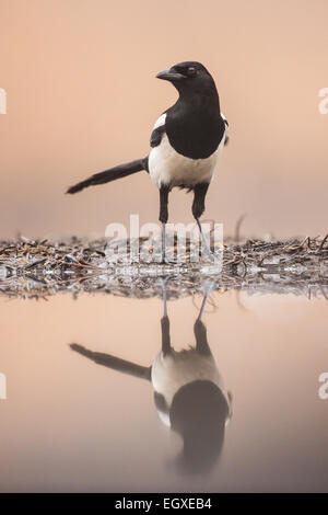 Eurasian Magpie (Pica pica) standing at the edge of a pool Stock Photo