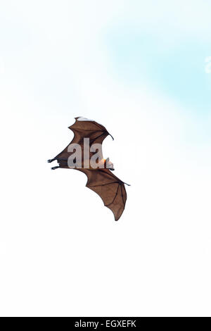 Indian Flying Fox (Pteropus giganteus) Stock Photo