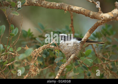 White-browed Fantail (Rhipidura aureola) on nest Stock Photo