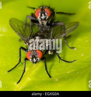 Head on view of mating pair of flesh flies, Sarcophaga sp.  Species ID not confirmable Stock Photo