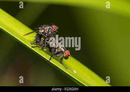 Mating pair of flesh flies, Sarcophaga sp.  Species ID not confirmable. Stock Photo