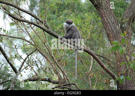 Bear Monkey (Presbytis vetulus senex) Stock Photo