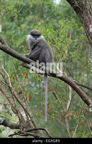 Bear Monkey (Presbytis vetulus senex) Stock Photo