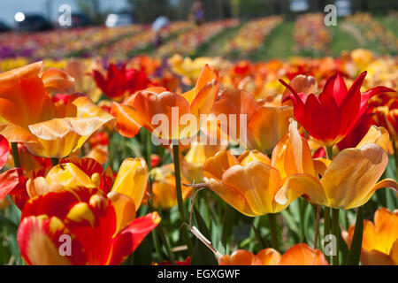 Colorful tulip field in Haymarket, Virginia. Stock Photo