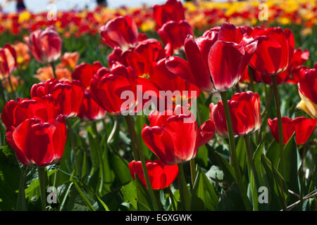 Colorful tulip field in Haymarket, Virginia. Stock Photo