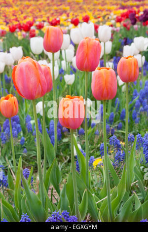 Tulips in Haymarket, Virginia Stock Photo