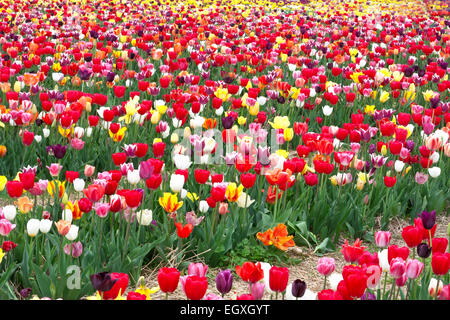Tulips in Haymarket, Virginia Stock Photo