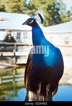 Domestic Indian Peafowl commonly known as a Peacock Stock Photo