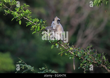 Tufted Grey Langur (Semnopithecus priam priam) Stock Photo