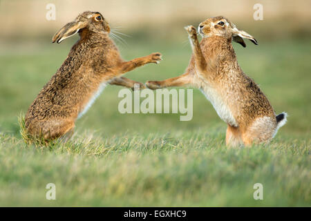 Brown hares (Lepus europaeus) standing and boxing during mating season in March Stock Photo
