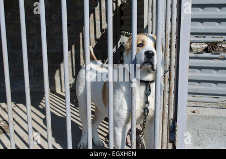 Puppy Central Asian shepherd dog Alabai Stock Photo