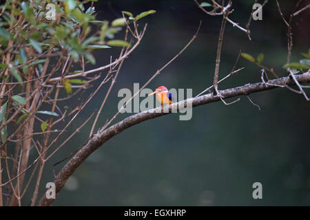 Oriental Dwarf Kingfisher (Ceyx erithaca) Stock Photo