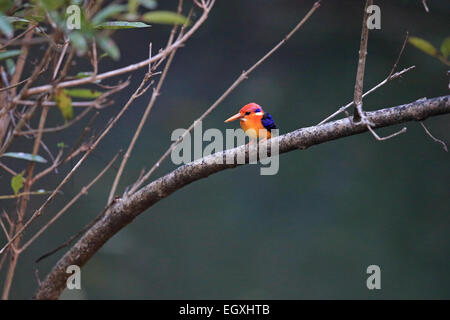 Oriental Dwarf Kingfisher (Ceyx erithaca) Stock Photo