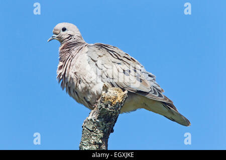 eared dove (Zenaida auriculata) adult perched on branch, Costanera Sur, Buenos Aires, Argentina, South America Stock Photo