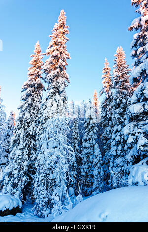 Winter landscape with fair trees under the snow Stock Photo - Alamy