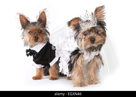 Bridal Couple Yorkshire Terrier Puppies on White Background Stock Photo