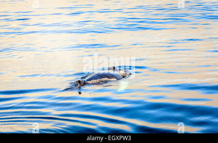 Humpback whale in the Skjalfandi Bay in Northern Iceland Stock Photo ...
