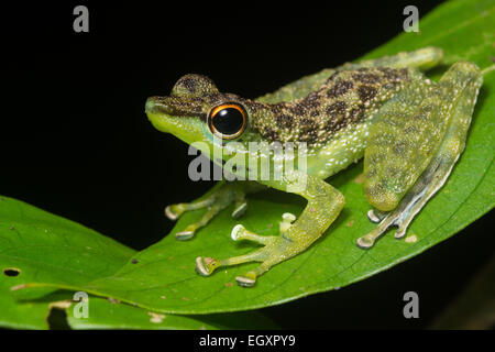 An Black Spotted Rock Frog  (Staurois guttatus) sitting on a leaf near a stream in Borneo. Stock Photo