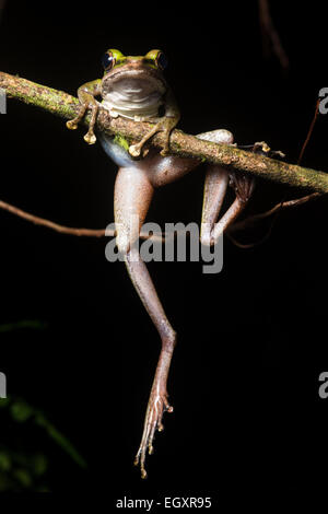 A white lipped frog (Hylarana raniceps) climbs a branch. Stock Photo