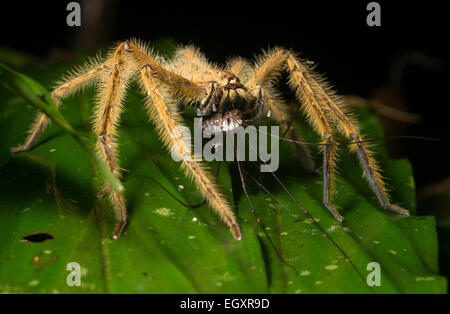 A huntsman spider (Heteropoda davidbowie) feasts on an unfortunate harvestman. Stock Photo