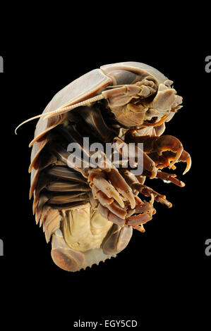 Giant deep-sea isopod (Bathynomus giganteus) Picture was taken in cooperation with the Zoological Museum University of Hamburg | Stock Photo