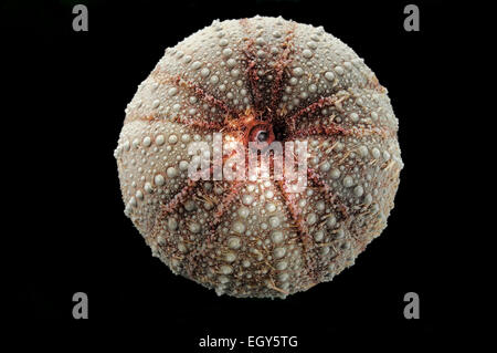 Sea Urchin (Dermechinus horridus) Picture was taken in cooperation with the Zoological Museum University of Hamburg | Seeigel (D Stock Photo