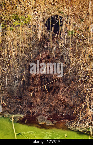 Water pollution with Waste water flowing from the sewer and polluting environment. Stock Photo